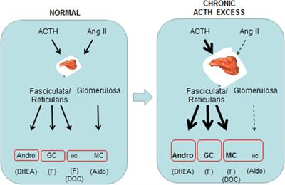 Effects of Chronic ACTH Excess on Human Adrenal Cortex
